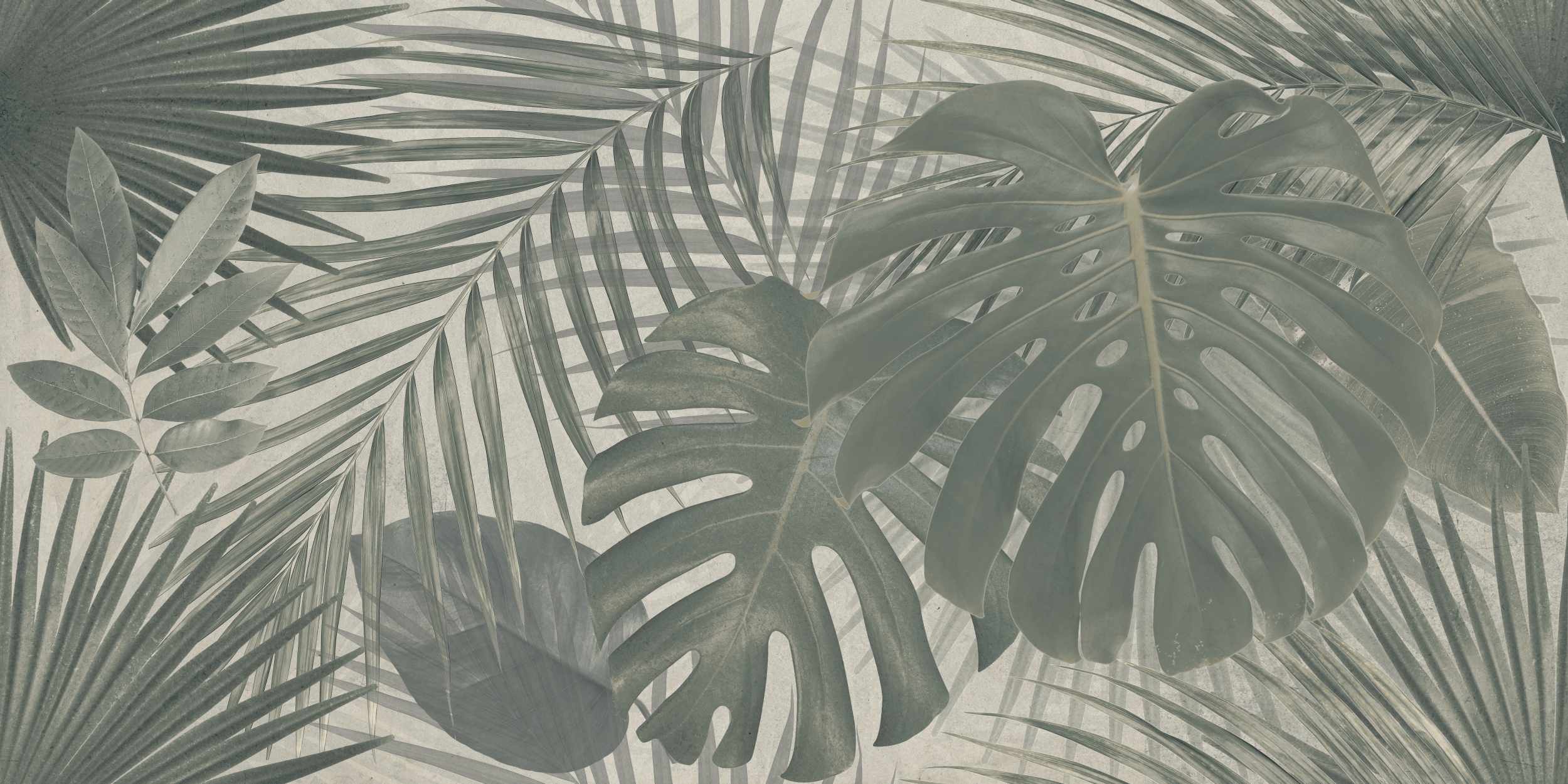 philodendron wizard Philodendron 'White Wizard' Jordan's Jungle