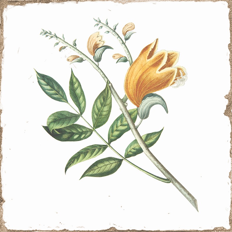 Antike Wandfliese Retro-Dekor Blumen gelbe Blüte Forli Flower