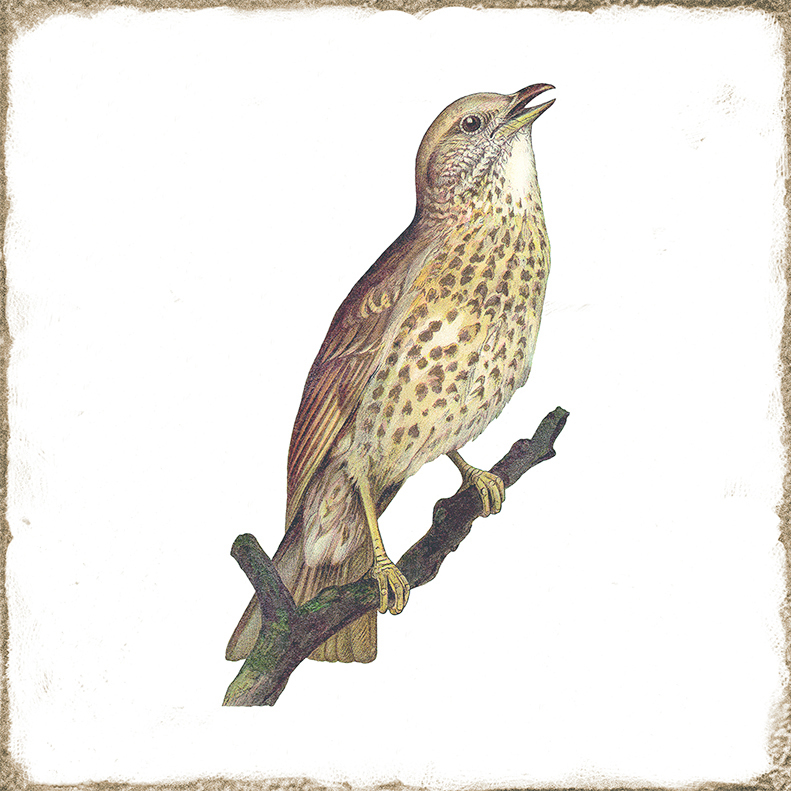 Antike Wandfliese Retro-Dekor Shabby-Chic weiß Drossel 15x15 cm Forli Birds